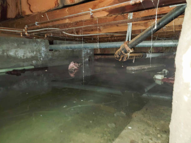 Best Mold removal after water damage  in Waterloo, NE